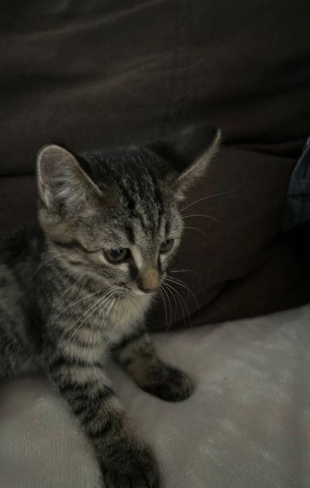 Отдам котенка мальчик