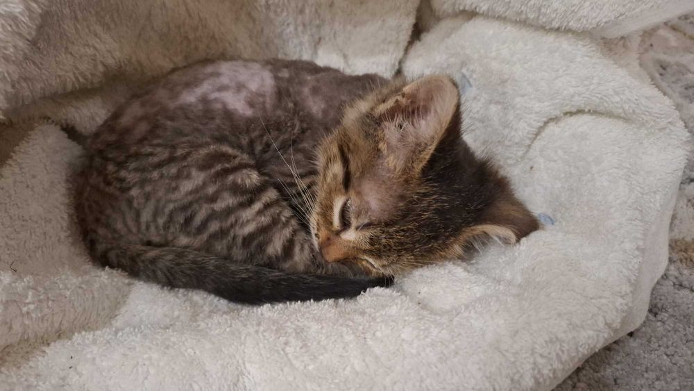 Отдам котенка в хорошие руки