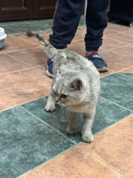 Toza shinshilla mushugi