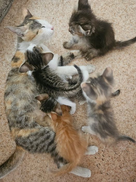 Отдам котят бесплатно