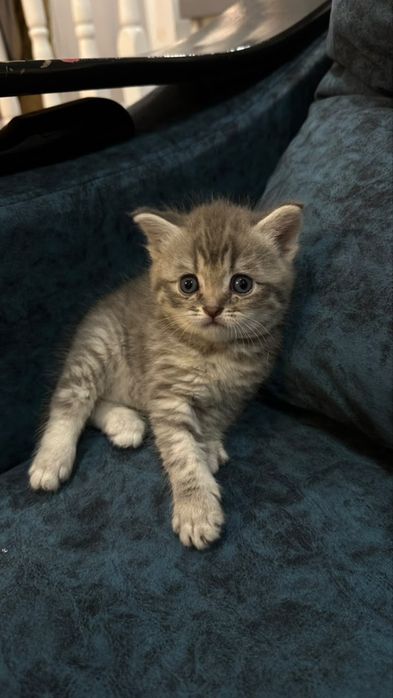 Продам котенка британца