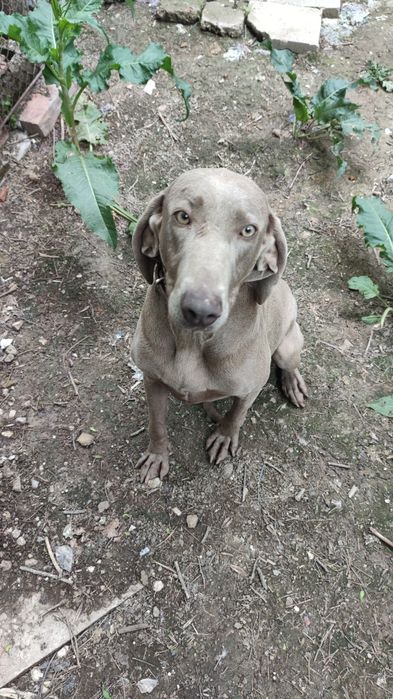 Ваймаранери с родословие