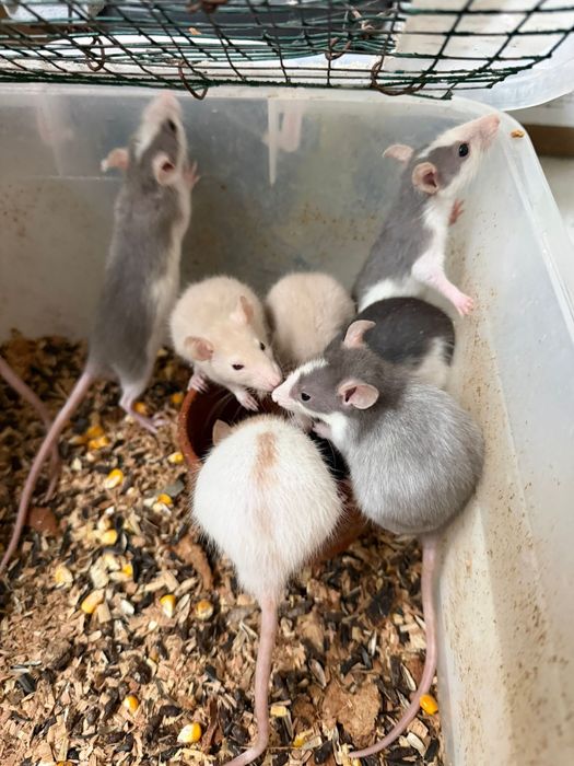 sobolani de companie