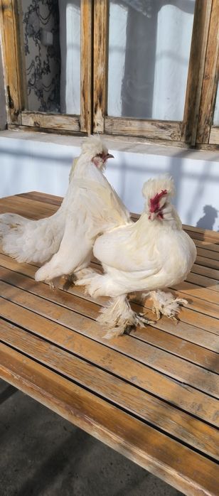 Yapon toʻvuq xoʻrozlar bor