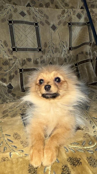 Померанский шпиц