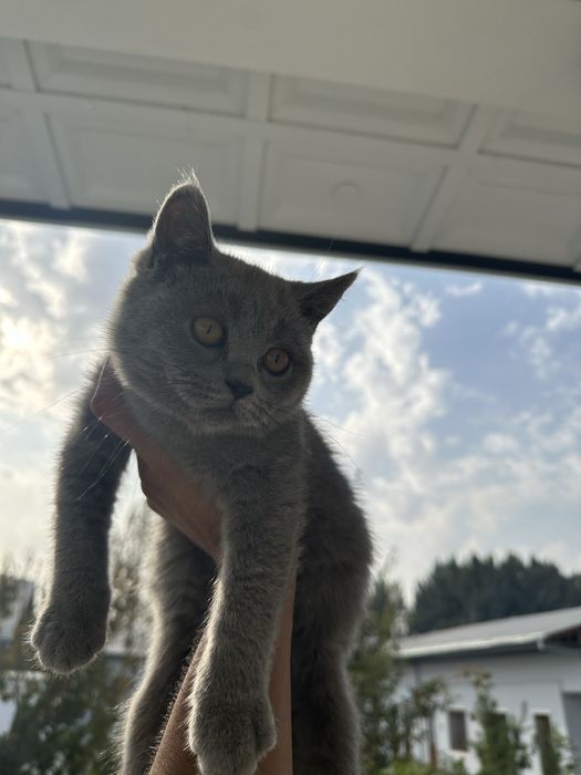 кошка : скоти страйт