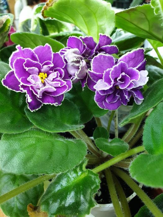 Фиалка сортовая, цветущая