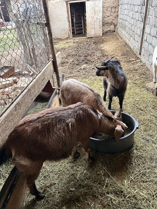 Қашқан ешкілер сатылады