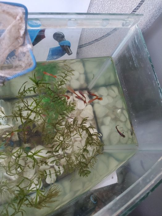 Рыбка гуппи красивые