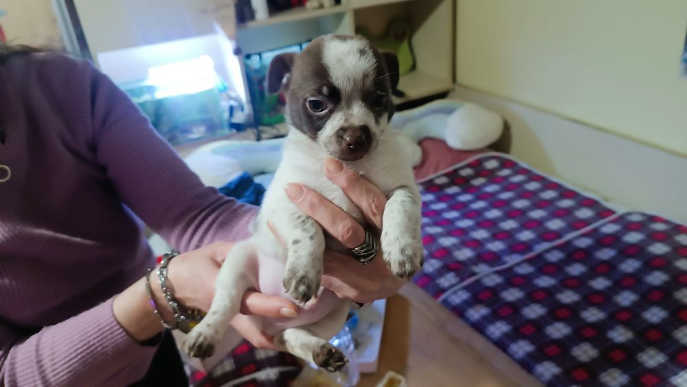 Чихуахуа момче !!!