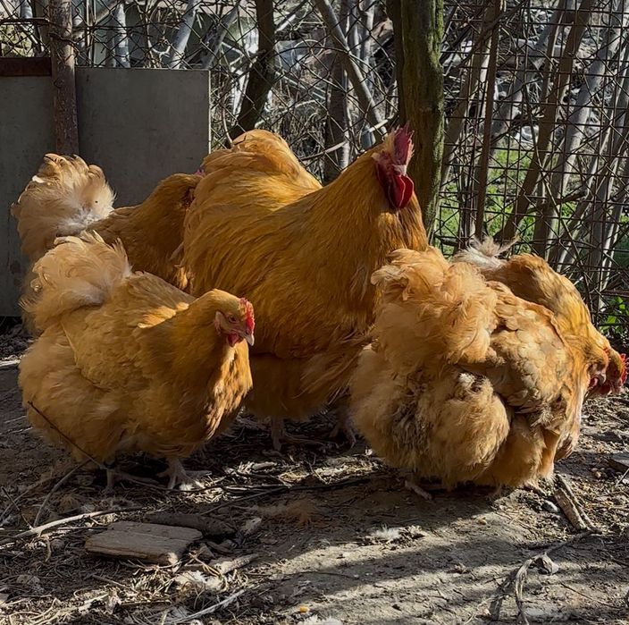 Orpington galben 2024-2023