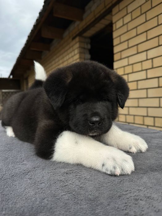 Американская акита