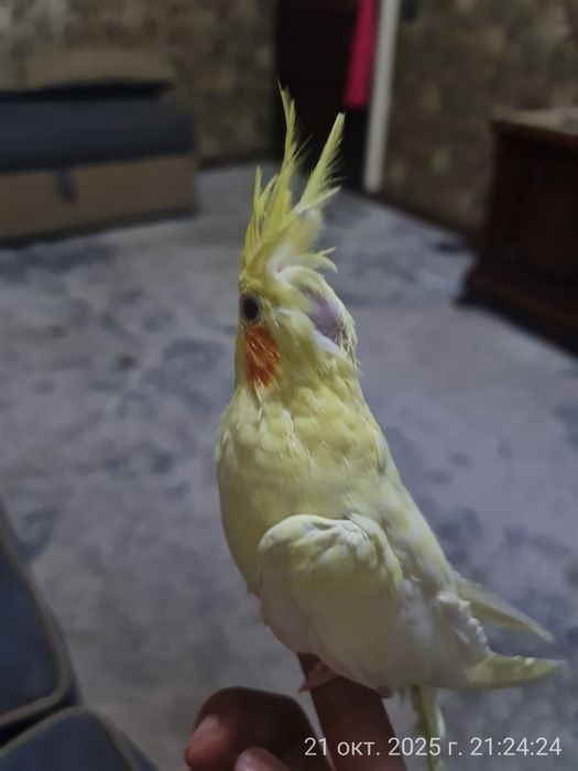 Попугай Корелла ручной