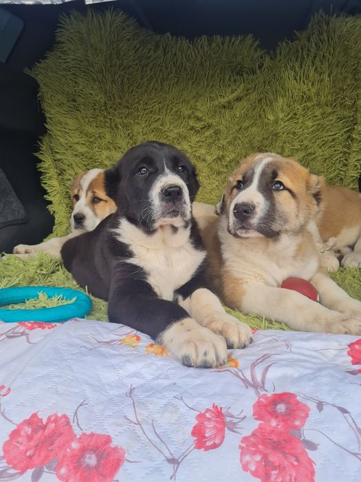 Щенки САО (Алабай)