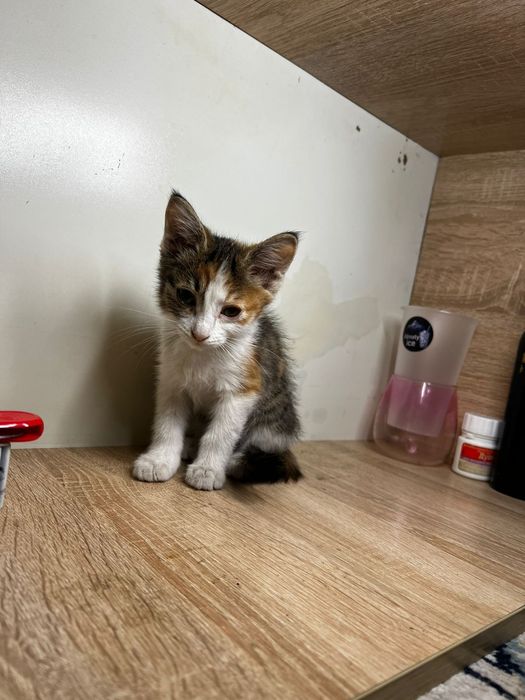 бесплатно КОтята Алматы