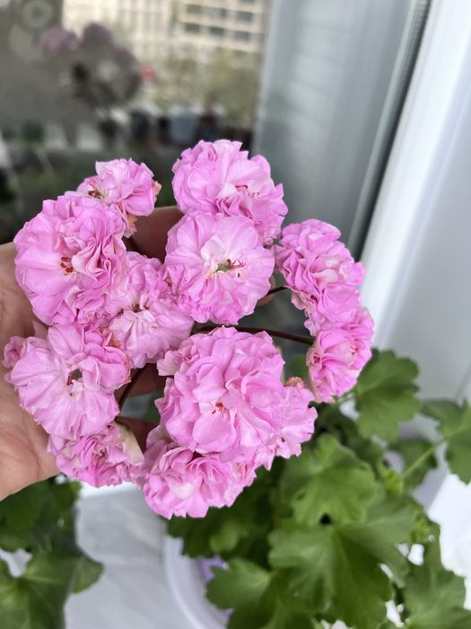 Продам черенки и стартеры сортовых пеларгоний