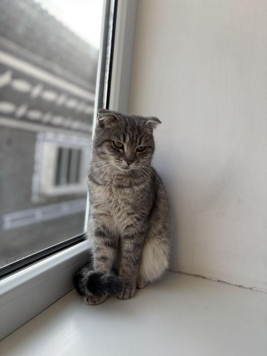 Кошка девочка очень красивая