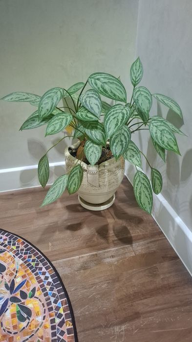 Комнатные цветы разные