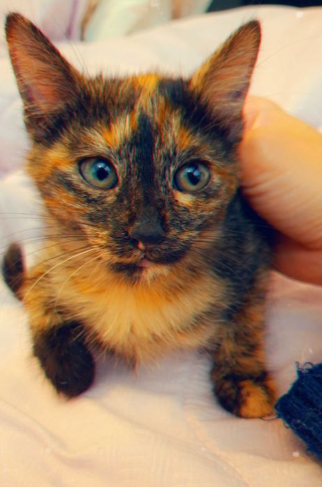 Adoptie pui de pisica Tortoishell Aiko