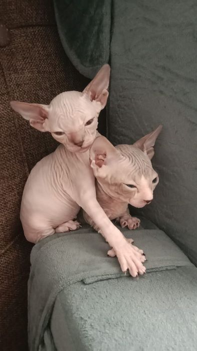 Продам котят сфинкса