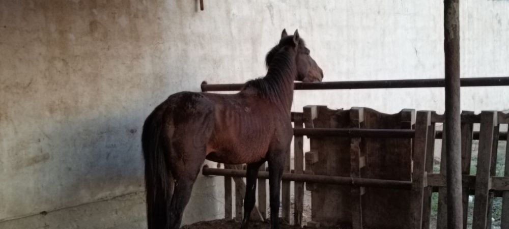 Айғыр  сатылады.  .