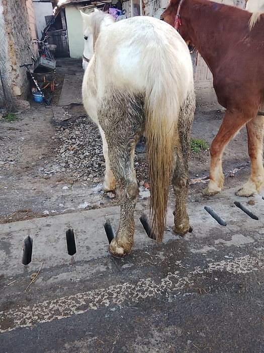 Un cal de cinci anișori băieți garantat în căruță 1 2 1 65 din înalt