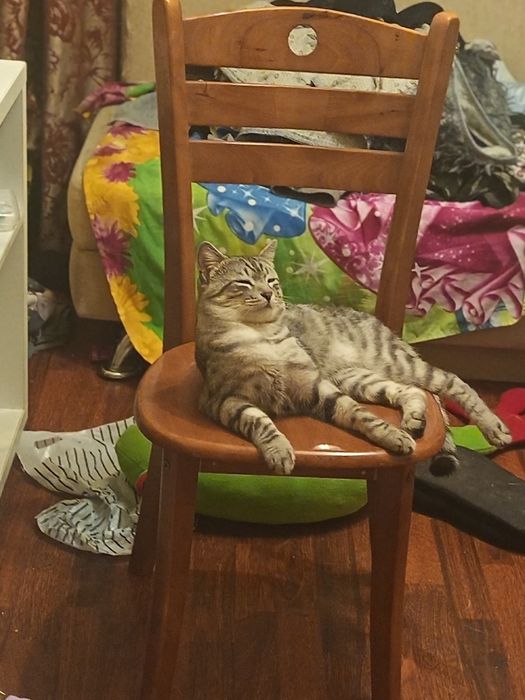 Отдаю кота в хорошие руки!