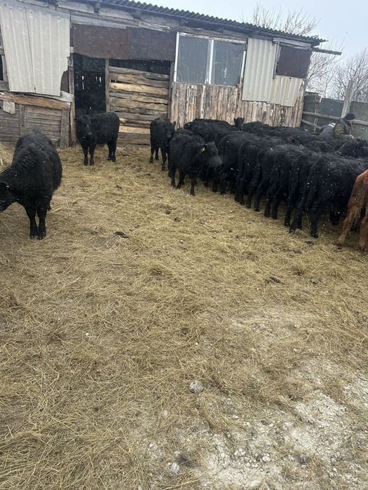 Продам Бычков Ангус Грифорд Симентал