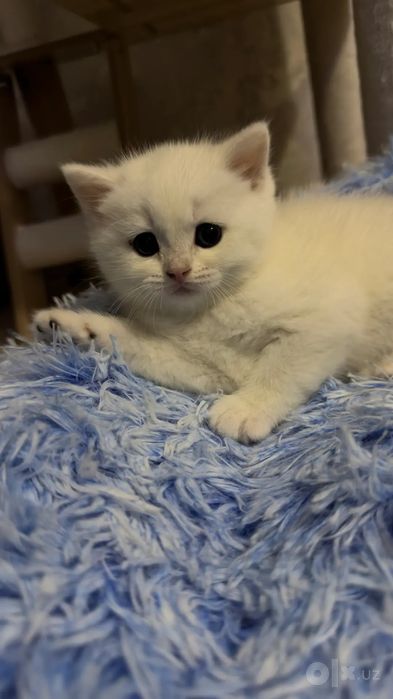 Щиншила.3 мальчика.1 девчонка.