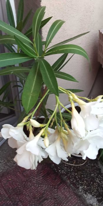 Бял олеандър /зокум/