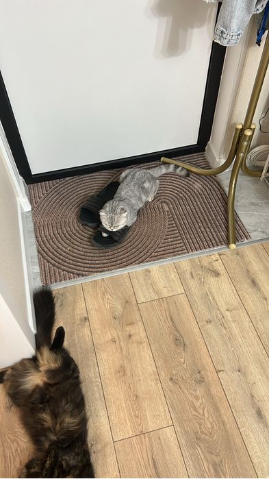 Кошка Scottish Fold