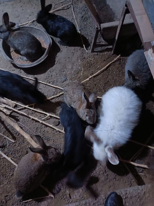 Еркек Қояндар сатылады