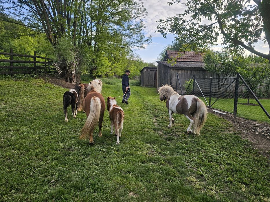 Vând ponei blând și sanatos