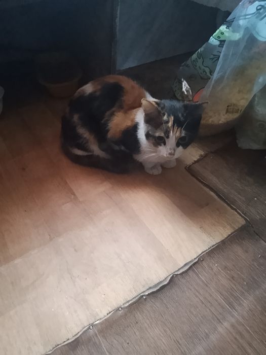 Отдам котят, срочно!!!