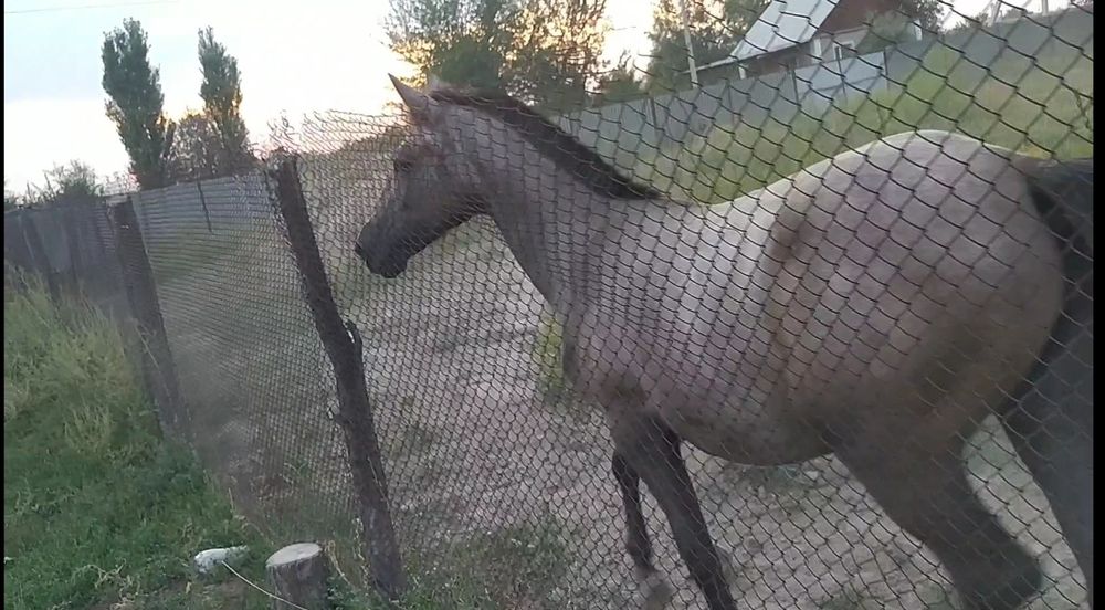 Көк Дауыл  , 3 жас