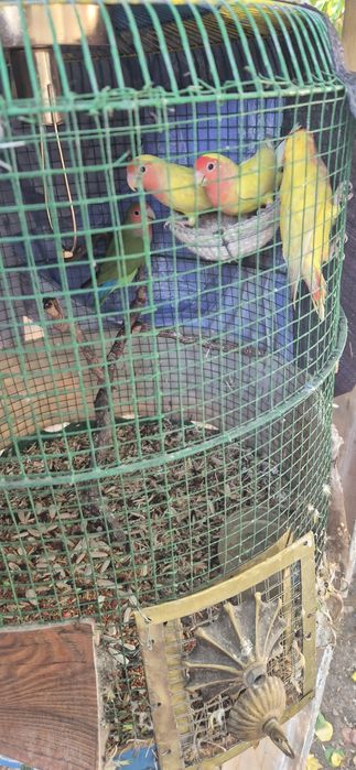 Qushlar sotilat 4 dona