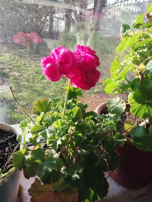 Продаю растения для дома