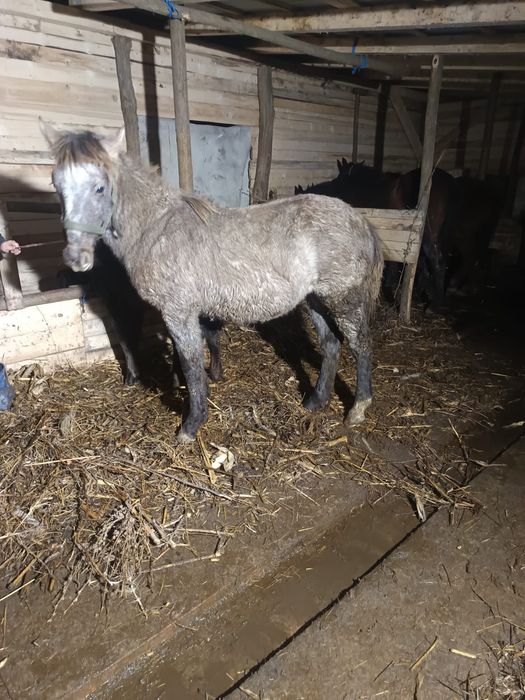 Vând mânză semigreu romanesc de 7 luni