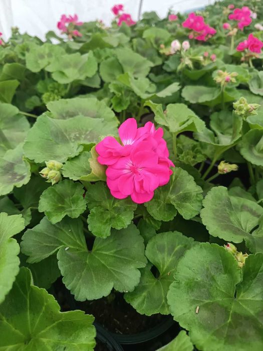 Цветя на Едро и Дребно