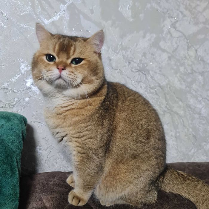 Британский короткошерстный мальчик