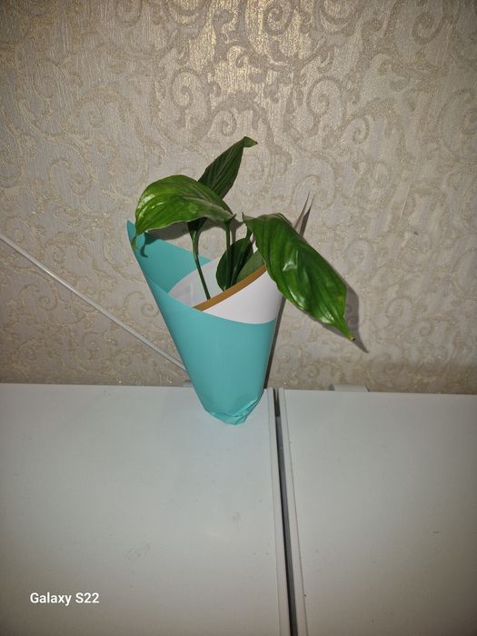 Бумаги  цветные,плёнка.