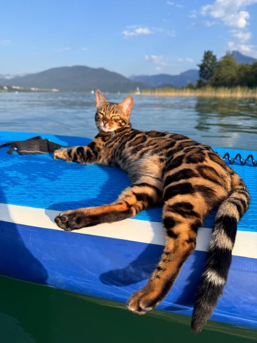 Бенгалско коте, момче, момиче