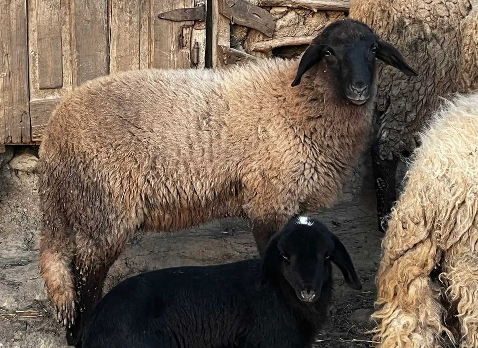 Vand berbec si mielute carabase de prasila