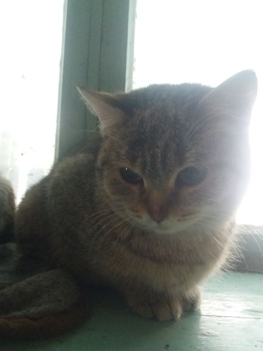 Кошка Стерилизованная