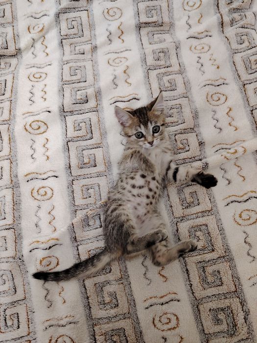 Отдам кошечку в добрые руки