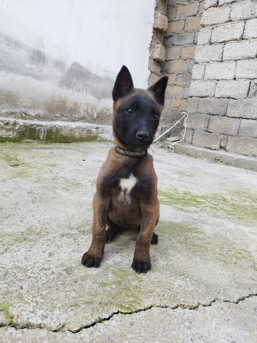 Бельгийский овчарка малинуа