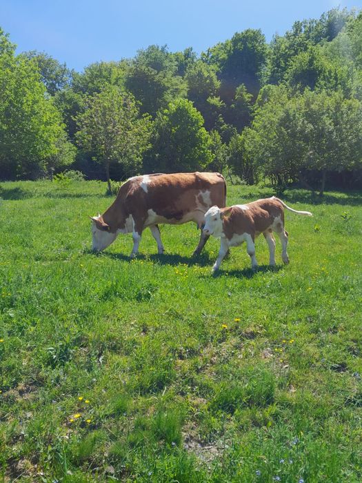 Vând vaca cu vitel