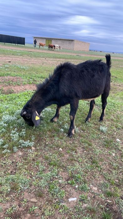 Нубийский козел продается.