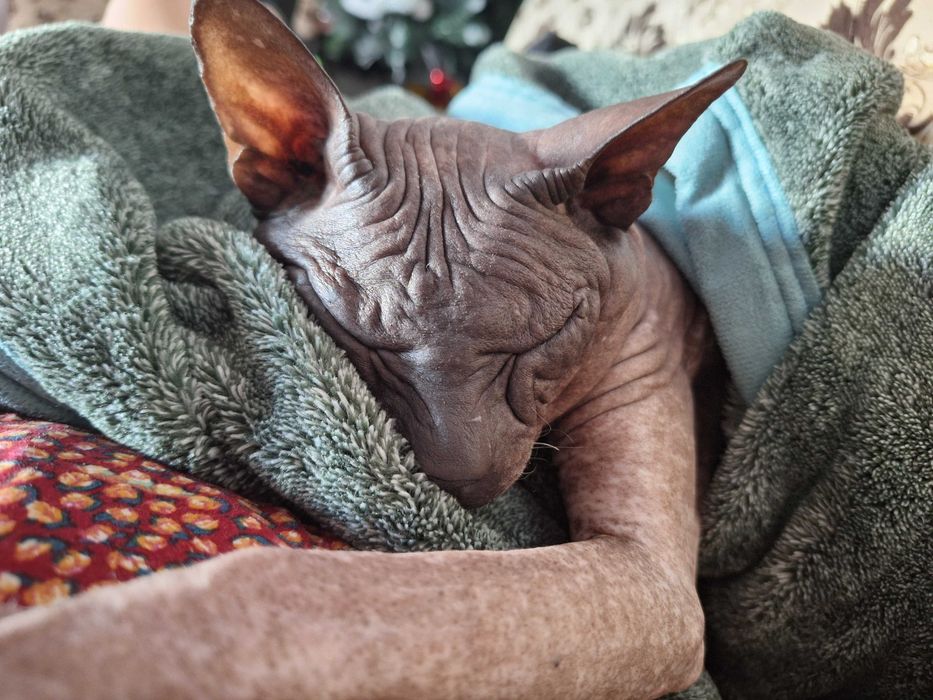 Донской Сфинкс вязка