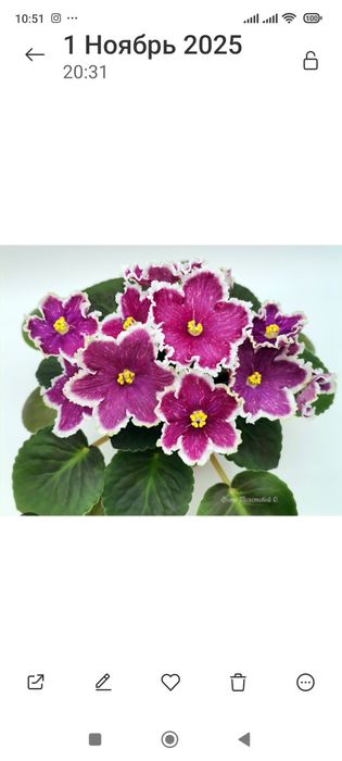 Детки сортовых фиалок.